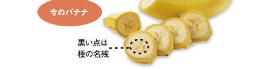 ���̃o�i�i �����_�͎�̖��c